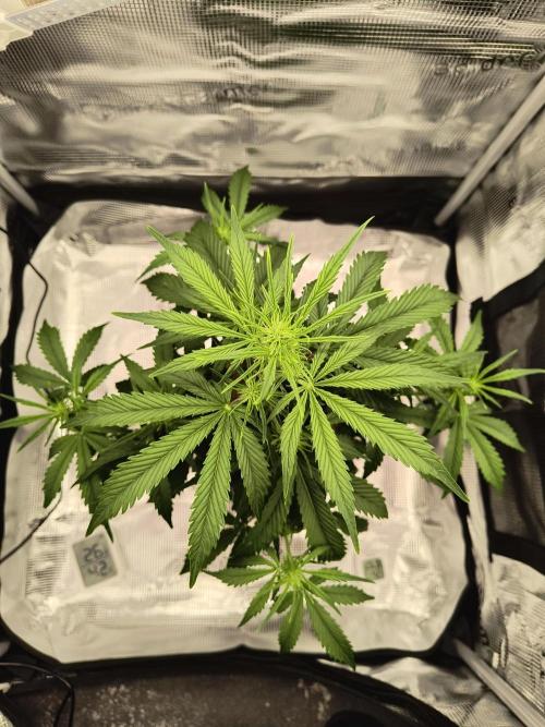 Glue Gelato Auto (Barney's Farm). Week 6