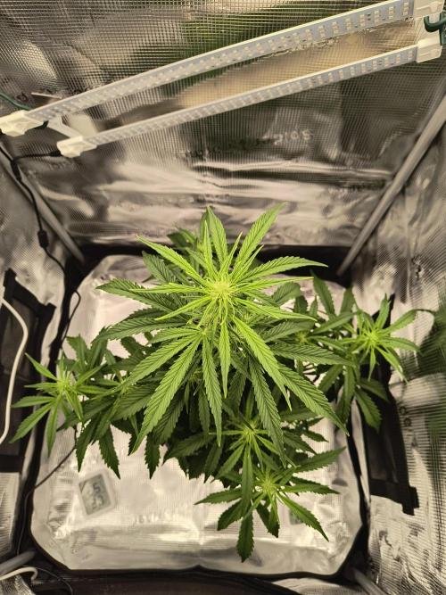 Glue Gelato Auto (Barney's Farm). Week 7