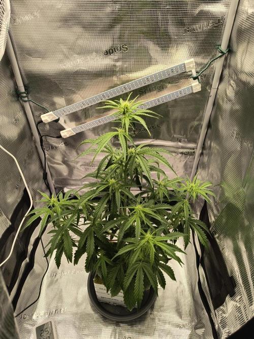 Glue Gelato Auto (Barney's Farm). Week 7