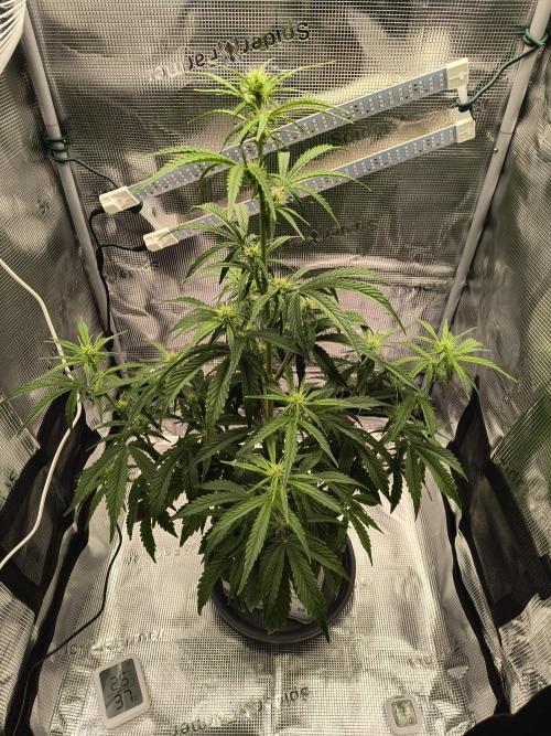 Glue Gelato Auto (Barney's Farm). Week 7