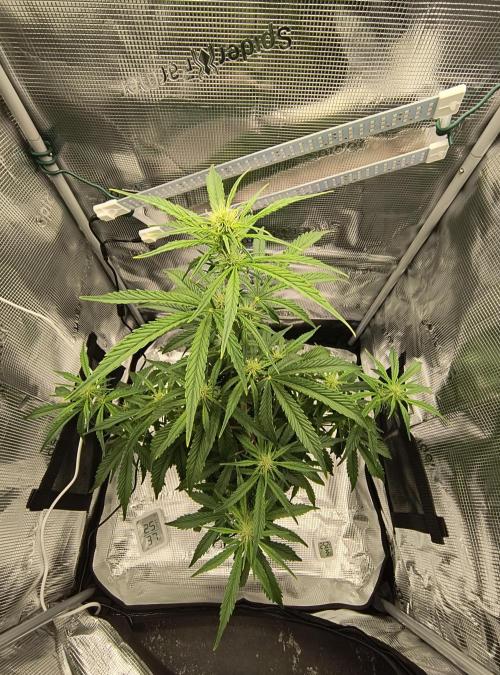 Glue Gelato Auto (Barney's Farm). Week 7