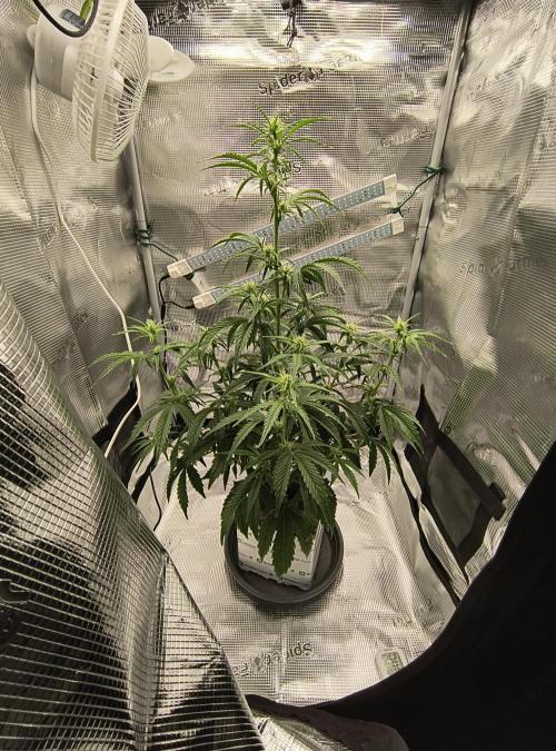 Glue Gelato Auto (Barney's Farm). Week 7