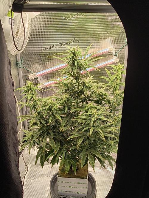 Glue Gelato Auto (Barney's Farm). Week 8