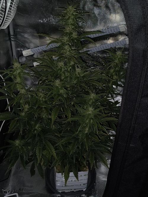 Glue Gelato Auto (Barney's Farm). Week 8