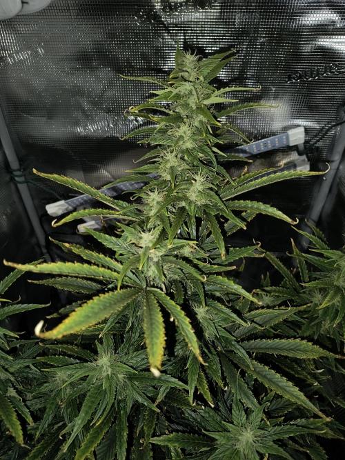 Glue Gelato Auto (Barney's Farm). Week 8