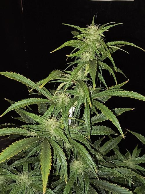 Glue Gelato Auto (Barney's Farm). Week 8