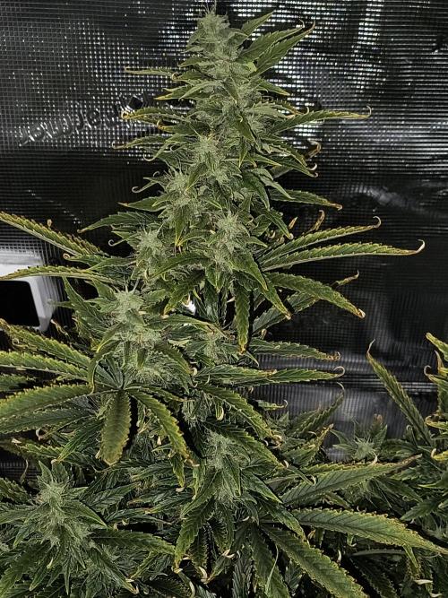 Glue Gelato Auto (Barney's Farm). Week 9