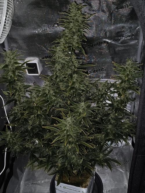 Glue Gelato Auto (Barney's Farm). Week 9