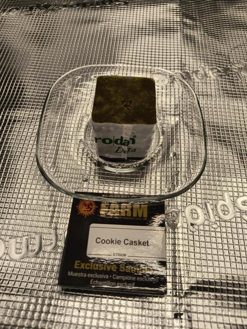 Cookie Casket (Doja-Barney's collab). Week 0