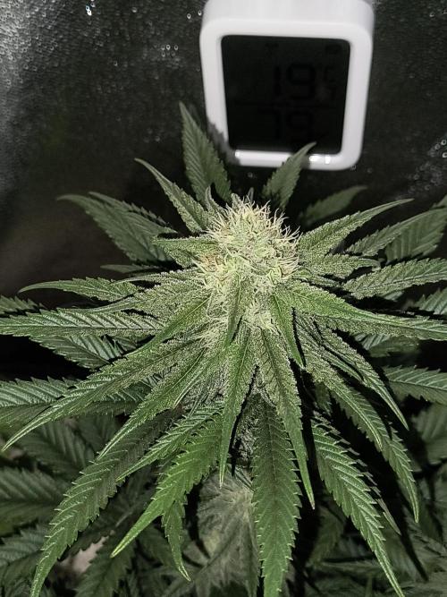 Washing Machine. Week 9