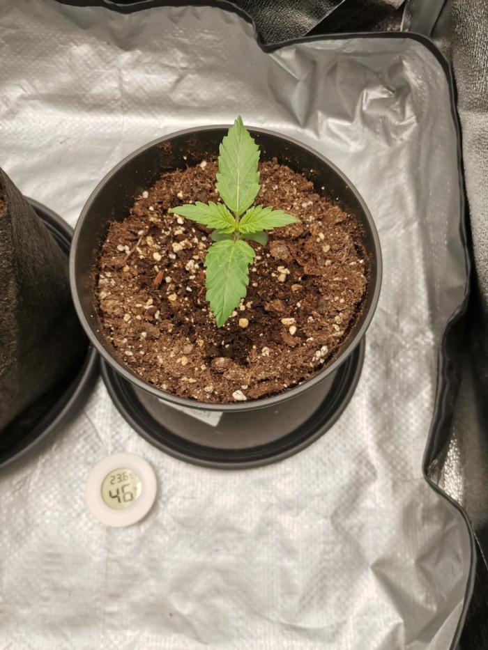 Fast Flowering Tropicana Cookies. Week 0
