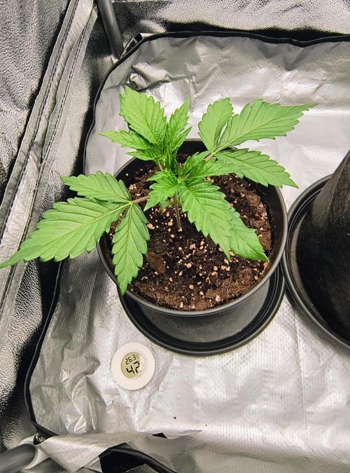 Fast Flowering Tropicana Cookies. Week 1