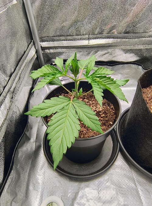Fast Flowering Tropicana Cookies. Week 1