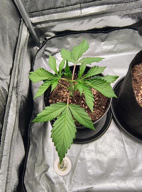 Fast Flowering Tropicana Cookies. Week 1