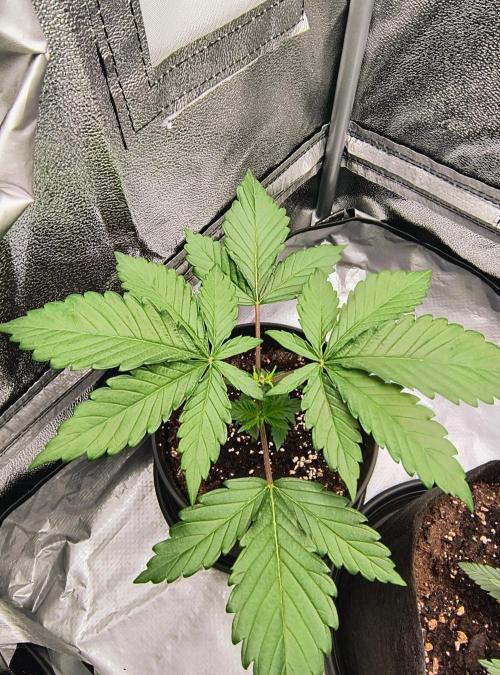 Fast Flowering Tropicana Cookies. Week 2