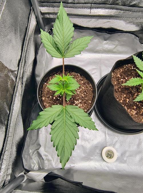 Fast Flowering Tropicana Cookies. Week 2
