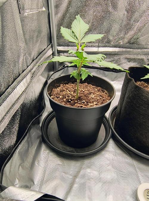 Fast Flowering Tropicana Cookies. Week 2