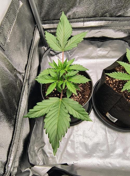 Fast Flowering Tropicana Cookies. Week 3