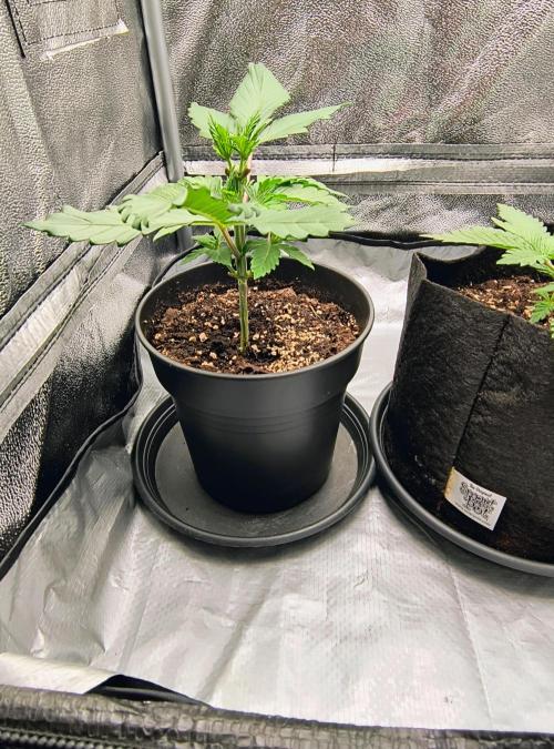 Fast Flowering Tropicana Cookies. Week 3