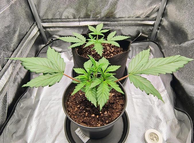 Fast Flowering Tropicana Cookies. Week 3