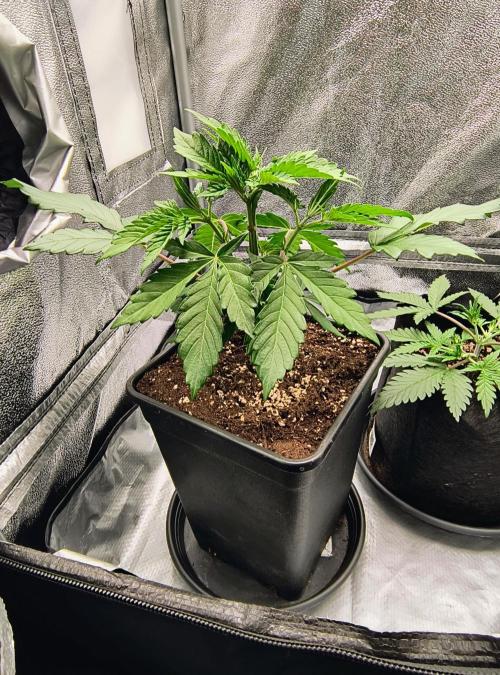 Fast Flowering Tropicana Cookies. Week 4