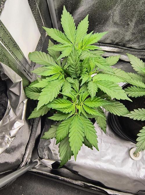 Fast Flowering Tropicana Cookies. Week 4