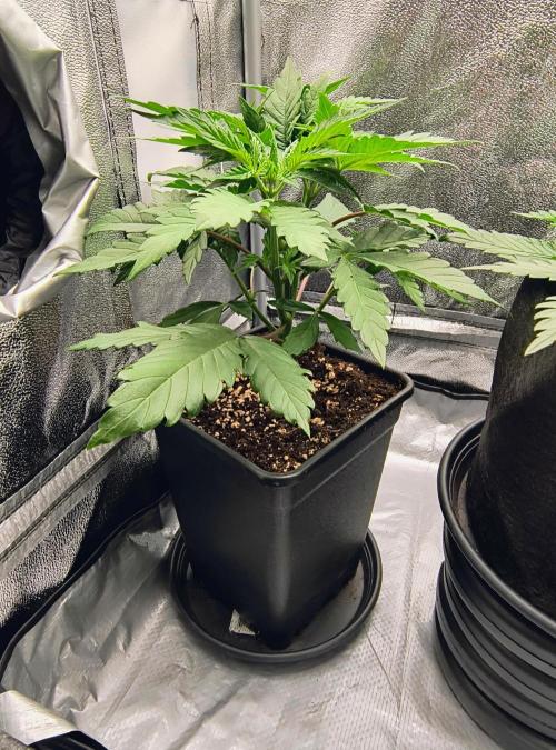 Fast Flowering Tropicana Cookies. Week 4