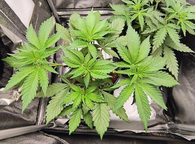 Fast Flowering Tropicana Cookies. Week 5