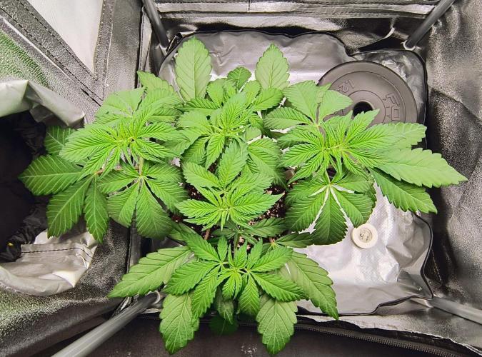 Fast Flowering Tropicana Cookies. Week 5