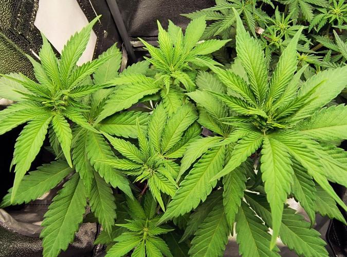 Fast Flowering Tropicana Cookies. Week 5