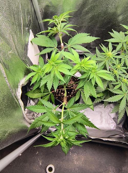 Fast Flowering Tropicana Cookies. Week 5