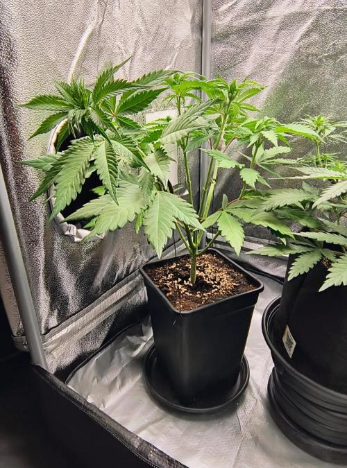 Fast Flowering Tropicana Cookies. Week 6