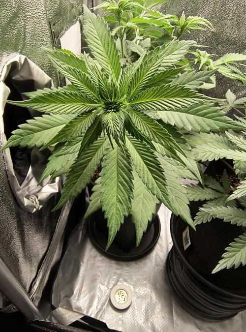 Fast Flowering Tropicana Cookies. Week 6
