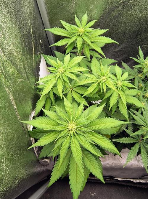 Fast Flowering Tropicana Cookies. Week 6