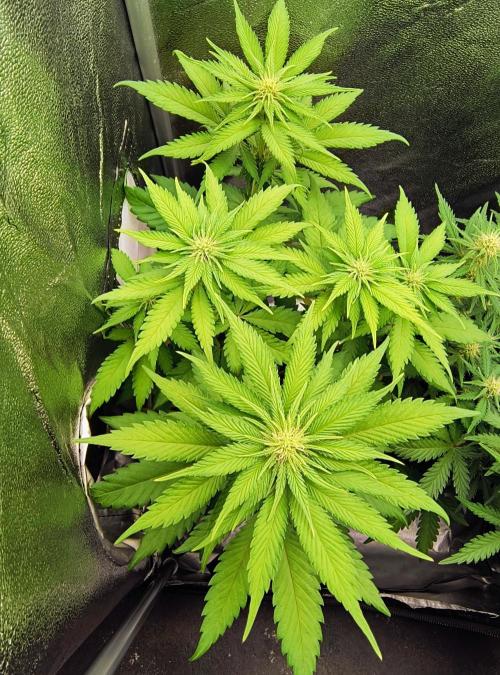 Fast Flowering Tropicana Cookies. Week 7