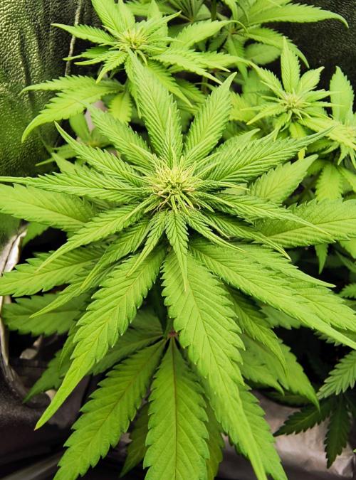 Fast Flowering Tropicana Cookies. Week 7