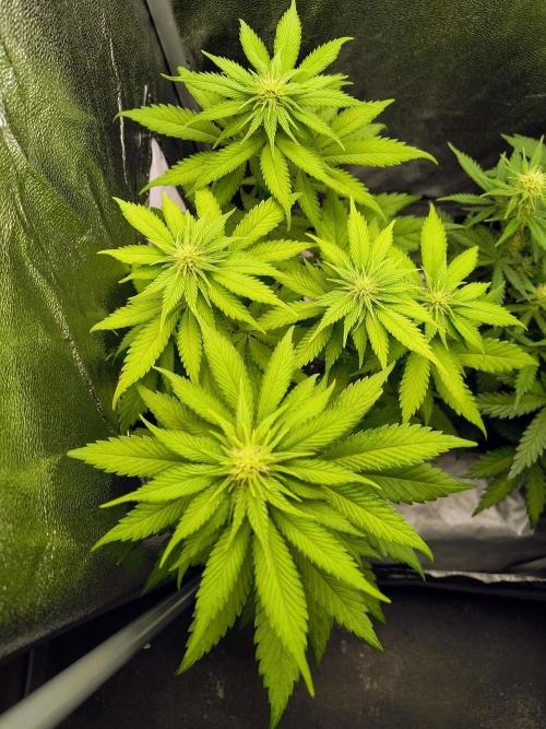 Fast Flowering Tropicana Cookies. Week 7