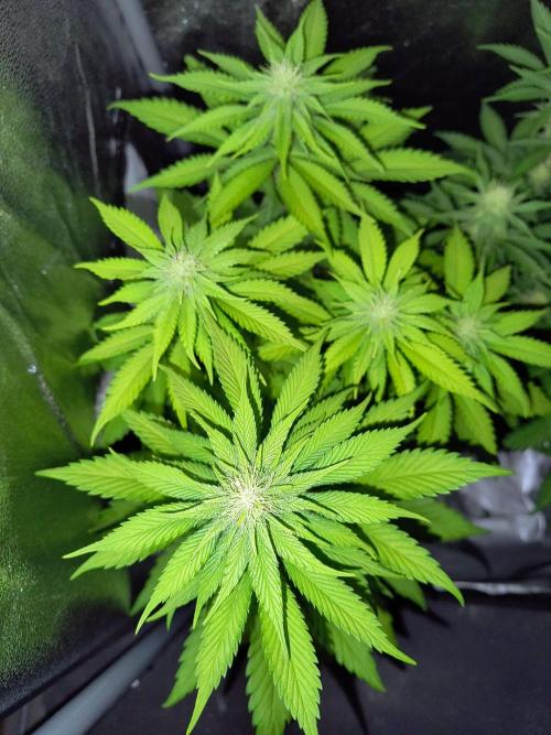 Fast Flowering Tropicana Cookies. Week 7