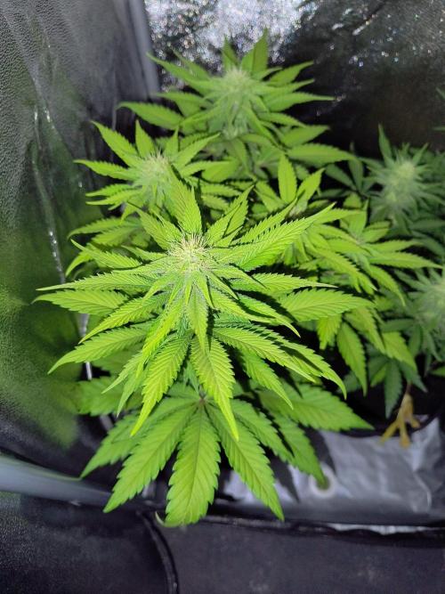 Fast Flowering Tropicana Cookies. Week 8