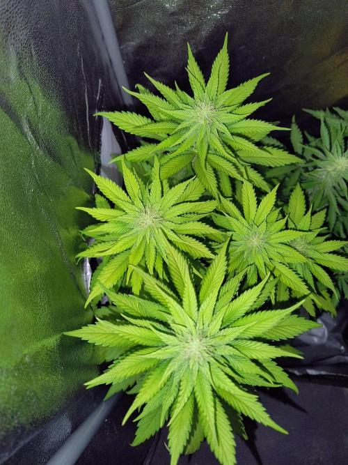 Fast Flowering Tropicana Cookies. Week 8