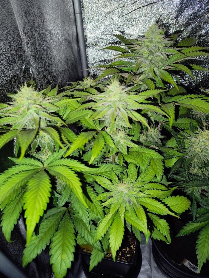 Fast Flowering Tropicana Cookies. Week 9