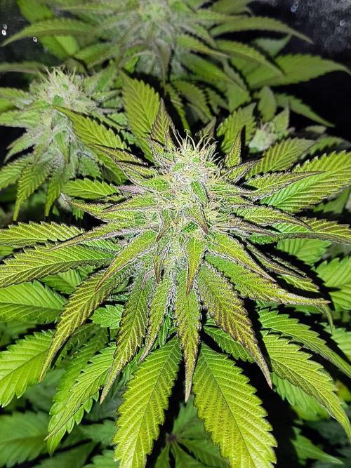 Fast Flowering Tropicana Cookies. Week 10