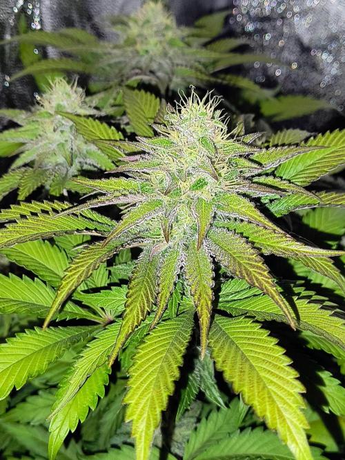 Fast Flowering Tropicana Cookies. Week 10