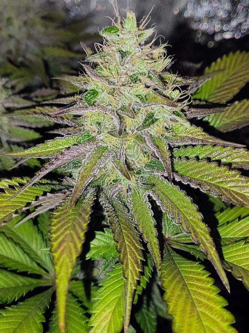 Fast Flowering Tropicana Cookies. Week 10