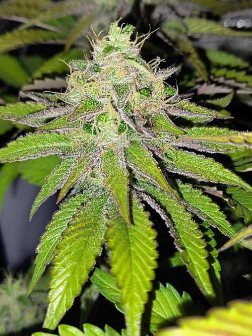 Fast Flowering Tropicana Cookies. Week 10