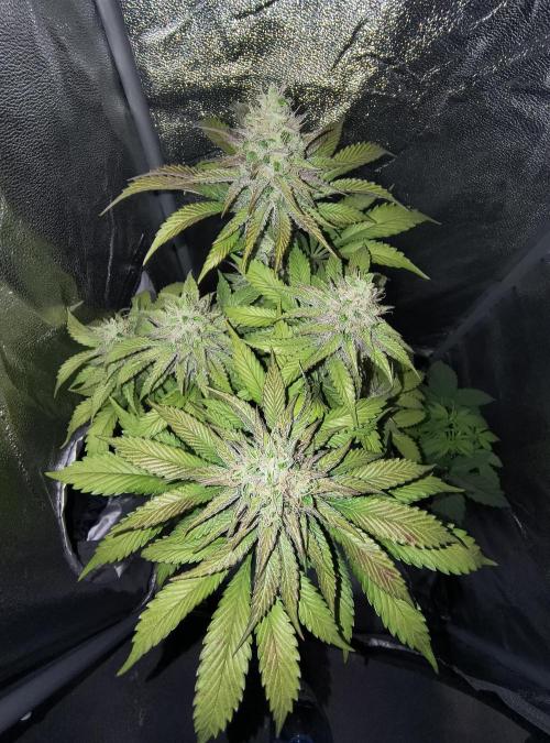 Fast Flowering Tropicana Cookies. Week 10