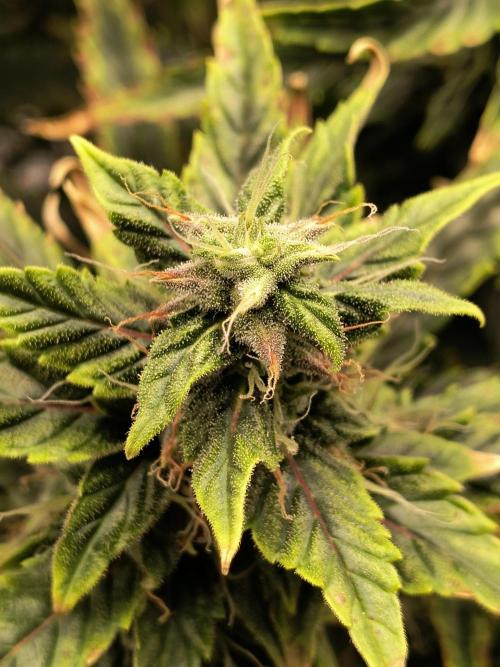 Glue Gelato Auto (Barney's Farm). Week 9