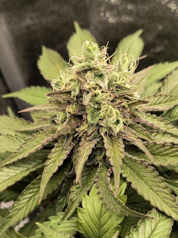 Fast Flowering Tropicana Cookies. Week 11