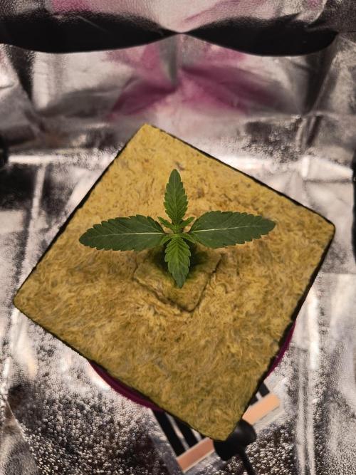 Cookie Casket (Doja-Barney's collab). Week 1