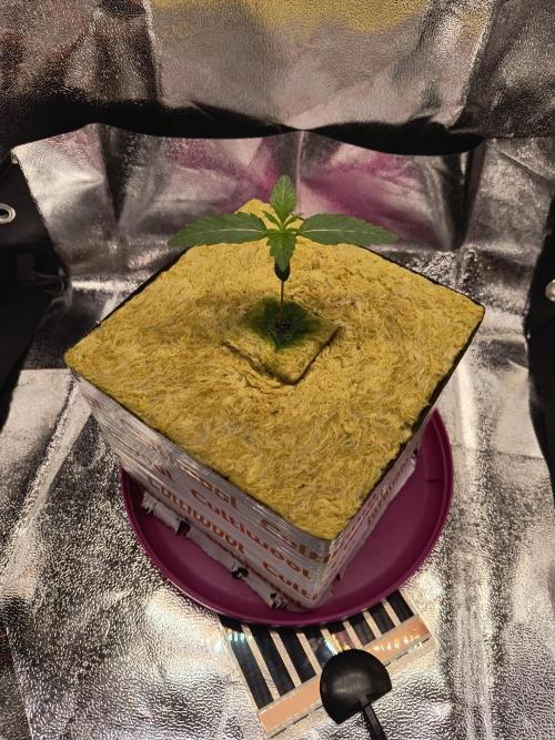 Cookie Casket (Doja-Barney's collab). Week 1